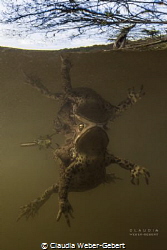 perfect reflection ... 
mating toads by Claudia Weber-Gebert 